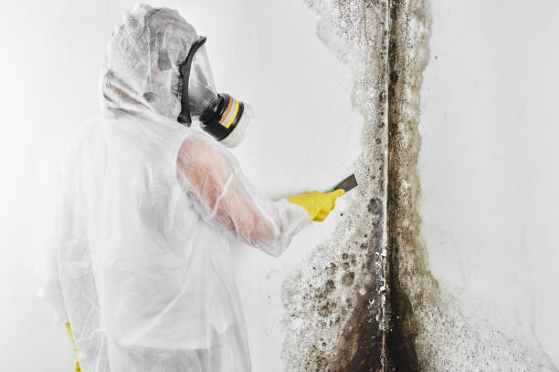 Best Mold Cleaning Services  in Cotati, CA