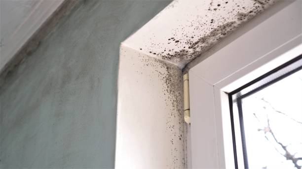 Best Fast Mold Removal  in Cotati, CA