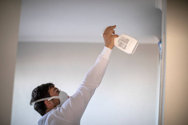 Best Black Mold Removal  in Cotati, CA