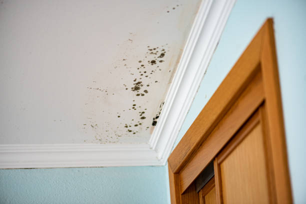 Best Certified Mold Removal  in Cotati, CA