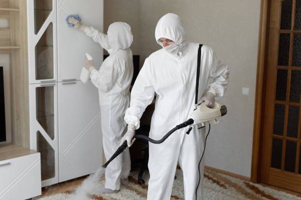 Best Attic Mold Removal  in Cotati, CA
