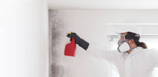 Best Residential Mold Removal  in Cotati, CA