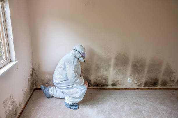 Mold Testing and Removal in Cotati, CA