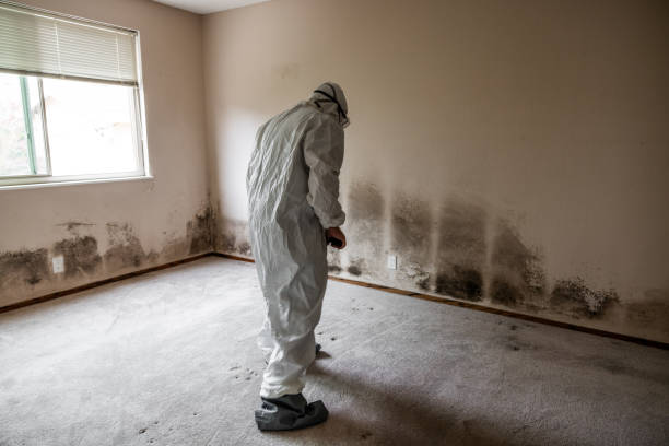 Trusted Cotati, CA Mold Removal Experts