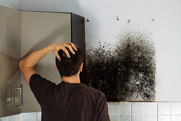 Best Mold Testing and Removal  in Cotati, CA
