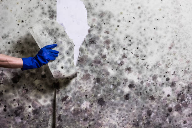 Best Toxic Mold Removal  in Cotati, CA