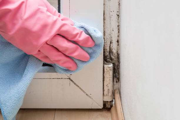 Best Mold Testing  in Cotati, CA