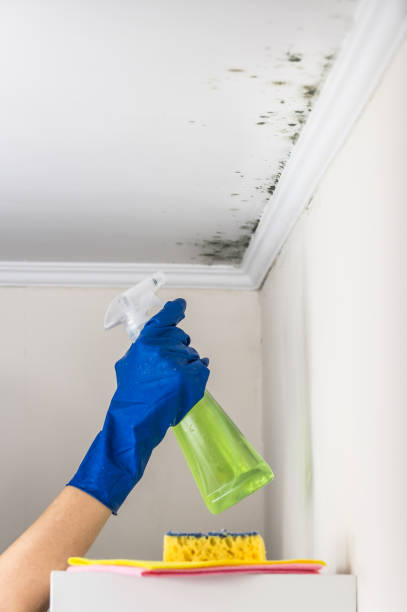 Best Emergency Mold Removal  in Cotati, CA